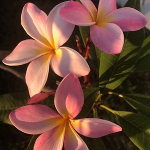 Meet your Posher, Pam